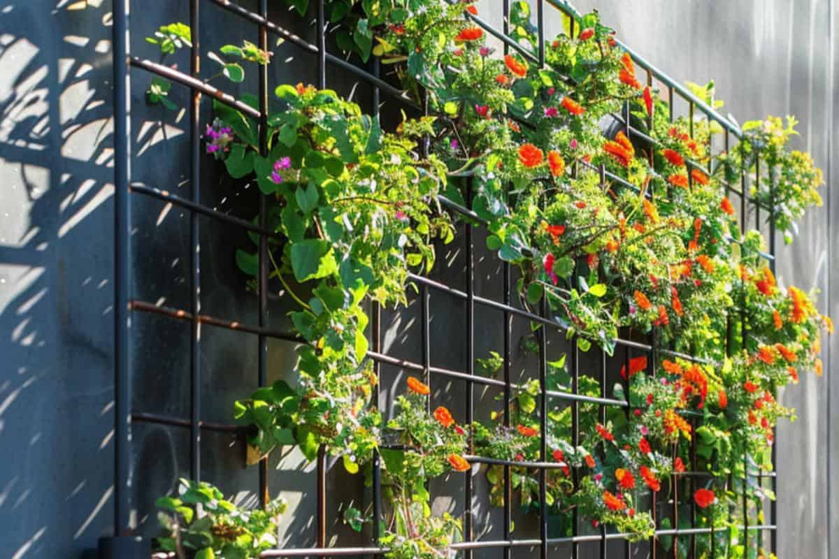 Trellis Wall Ideas for Climbing Plants and Outdoor Privacy